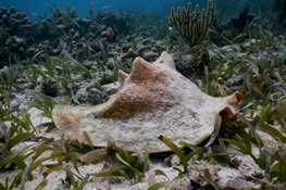Study Finds Overharvest of Juvenile Queen Conch in Belize May be Reducing Size of Adults and Population 
